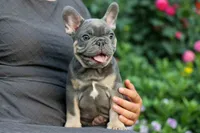  Mateo🐾🐶, a male French Bulldog for sale in Fresno, OH – 4 of 8