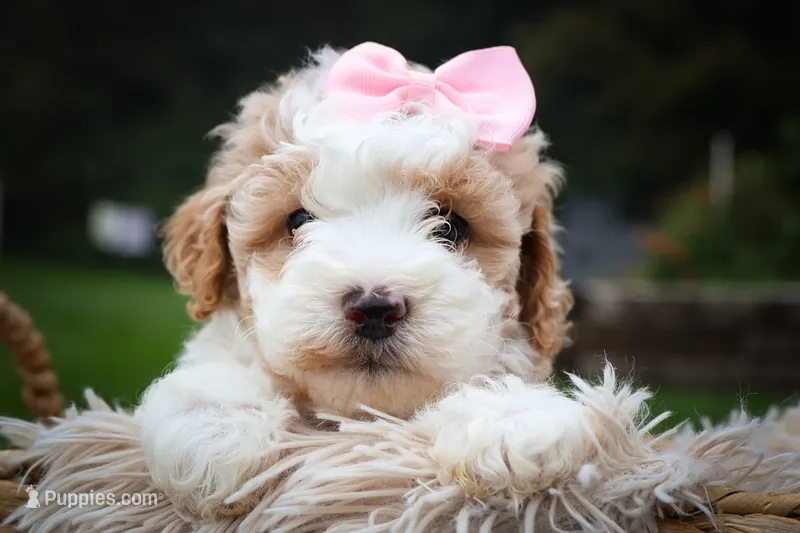Hailey🎀 – Cavachon puppy for sale in Fresno, OH