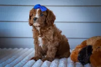 Kyle 🐾, a male Cavapoo for sale in Fresno, OH – 2 of 10
