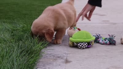 Edison 🐾, a male Golden Retriever for sale in Fresno, OH – 9 of 9