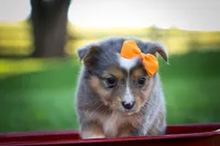 Gracie Lou🎀, a female Miniature Aussiedoodle for sale in Fresno, OH – 3 of 10