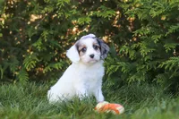 Ivory Rose 💕, a female Cavapoo for sale in Fresno, OH – 3 of 7