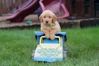 Edison 🐾, a male Golden Retriever for sale in Fresno, OH – 2 of 9