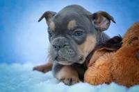 Peaches 🍑 — A Charming F2 Frenchton Puppy!, a female Frenchton for sale in Fresno, OH – 2 of 10