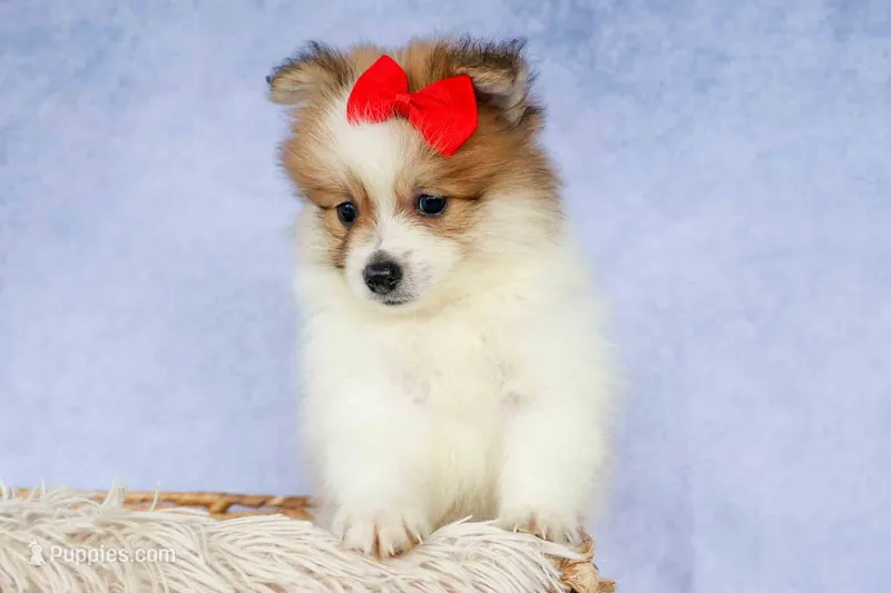 Eric🐾 – Pomeranian puppy for sale in Fresno, OH