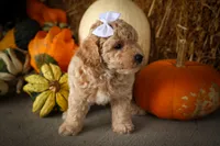 Jenson🐶, a male Poodle - Miniature  for sale in Fresno, OH – 4 of 9