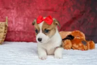 Arlo💙, a male Pembroke Welsh Corgi for sale in Fresno, OH – 2 of 9