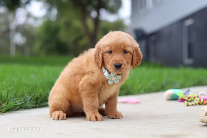 Ezekiel 🐶 – Golden Retriever puppy for sale in Fresno, OH