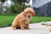Ezekiel 🐶, a male Golden Retriever for sale in Fresno, OH – 1 of 8