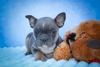 Poppy🎀, a female Frenchton for sale in Fresno, OH – 5 of 9