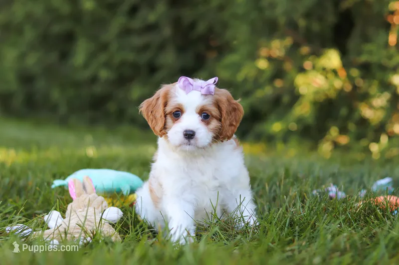 Ingrid 💖 – Cavapoo puppy for sale in Fresno, OH