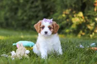 Ingrid 💖, a female Cavapoo for sale in Fresno, OH – 1 of 6