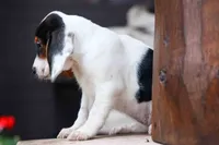 Dolly💗, a male Beagle for sale in Fresno, OH – 7 of 10