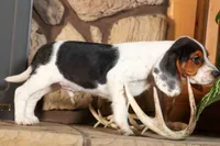 Dustin🐶, a male Beagle for sale in Fresno, OH – 4 of 9
