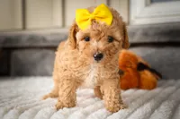 Jimbo🦴  , a male Poodle - Miniature  for sale in Fresno, OH – 3 of 10