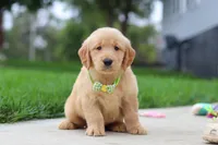 Edison 🐾, a male Golden Retriever for sale in Fresno, OH – 5 of 9
