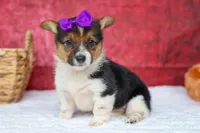 Abby💖, a female Pembroke Welsh Corgi for sale in Fresno, OH – 7 of 10
