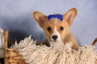 Charlie🐾, a male Pembroke Welsh Corgi for sale in Fresno, OH – 6 of 9