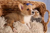  Charlie🐾, a male Pembroke Welsh Corgi for sale in Fresno, OH – 2 of 9