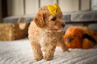 Jimbo🦴  , a male Poodle - Miniature  for sale in Fresno, OH – 7 of 10