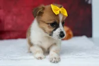Ariel 🥰, a female Pembroke Welsh Corgi for sale in Fresno, OH – 3 of 10