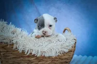  Penelope🐾, a female Frenchton for sale in Fresno, OH – 5 of 10