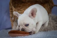 Tulip✨(two blue eyes), a female French Bulldog for sale in Fresno, OH – 3 of 9