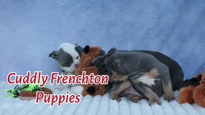 Pumpkin 🎃, a female Frenchton for sale in Fresno, OH – 9 of 9