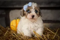 Juno 🐾, a male Poodle - Miniature  for sale in Fresno, OH – 9 of 10