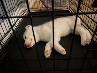 Casper , a male Siberian Husky for sale in Brooklyn, NY – 2 of 4