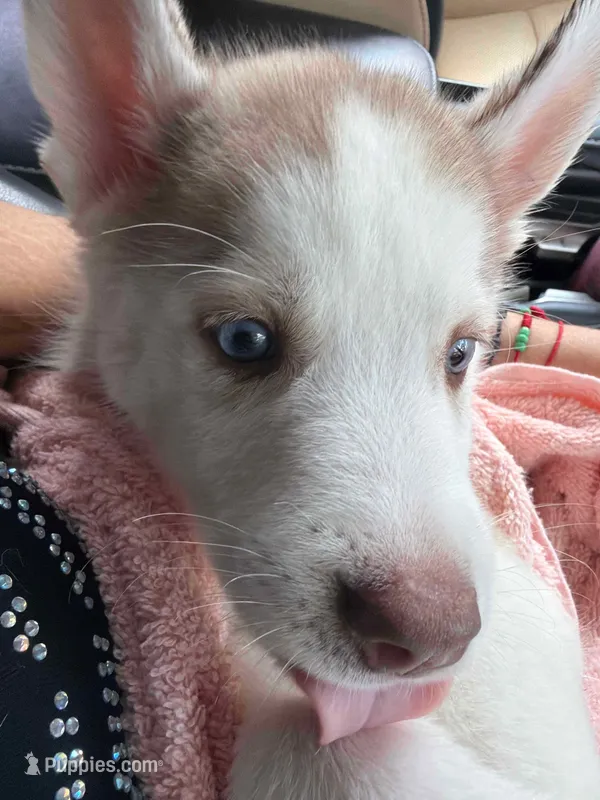 Casper  – Siberian Husky puppy for sale in Brooklyn, NY