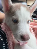 Casper , a male Siberian Husky for sale in Brooklyn, NY – 1 of 4