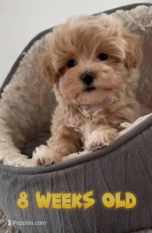 Nina, a female Maltipoo for sale in Tehachapi, CA – Photo 1 of 1