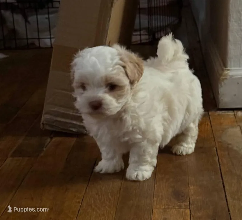 Mimi , a female Maltipoo for sale in Tehachapi, CA – Photo 1 of 1