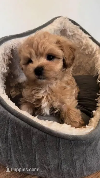 Love, a female Maltipoo for sale in Tehachapi, CA – Photo 1 of 1