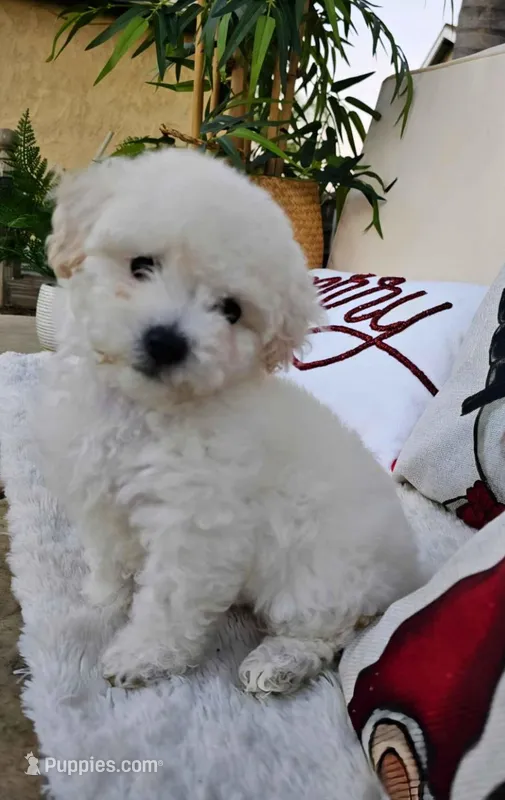 Snow White , a female Maltipoo for sale in Tehachapi, CA – Photo 1 of 1