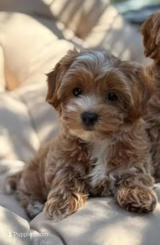 Hugs , a male Maltipoo for sale in Tehachapi, CA – Photo 1 of 1
