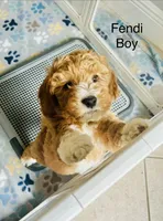 Fendi, a male Miniature Goldendoodle for sale in Orange City, FL – 3 of 5