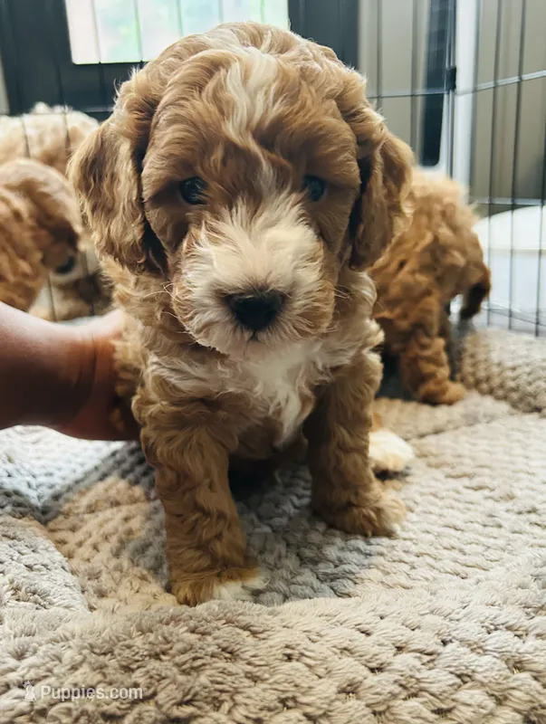 Dior – Miniature Goldendoodle puppy for sale in Orange City, FL