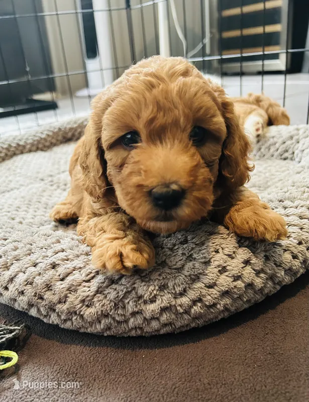 Channel – Miniature Goldendoodle puppy for sale in Orange City, FL