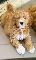 Fendi, a male Miniature Goldendoodle for sale in Orange City, FL – 2 of 2