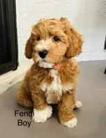 Fendi, a male Miniature Goldendoodle for sale in Orange City, FL – 2 of 5