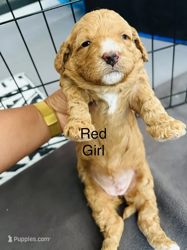 Prada – Miniature Goldendoodle puppy for sale in Orange City, FL