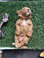Prada, a female Miniature Goldendoodle for sale in Orange City, FL – 3 of 3