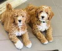 Dior, a male Miniature Goldendoodle for sale in Orange City, FL – 5 of 5