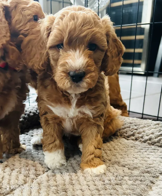 Fendi – Miniature Goldendoodle puppy for sale in Orange City, FL