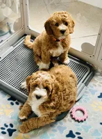 Dior, a male Miniature Goldendoodle for sale in Orange City, FL – 4 of 5