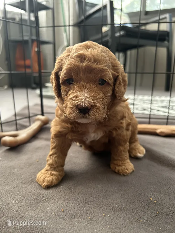 Prada – Miniature Goldendoodle puppy for sale in Orange City, FL