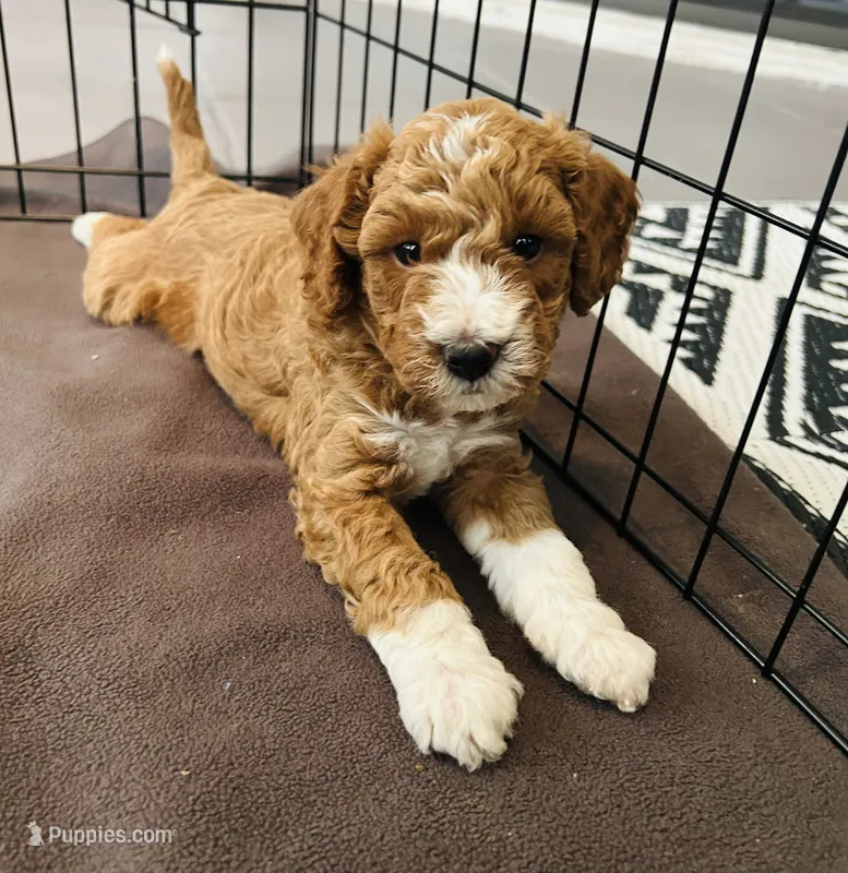 Louis – Miniature Goldendoodle puppy for sale in Orange City, FL