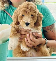 Fendi, a male Miniature Goldendoodle for sale in Orange City, FL – 1 of 2